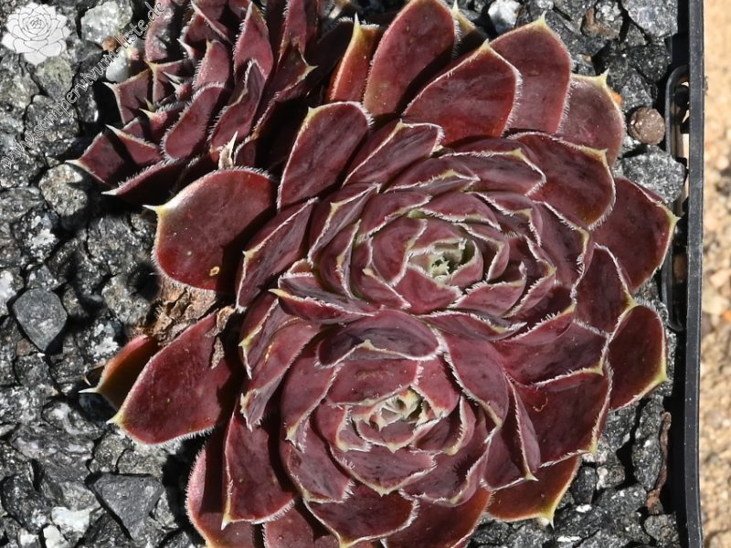 Claret Crousse / Jovi