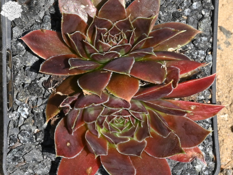 Francorchamps / Jovi