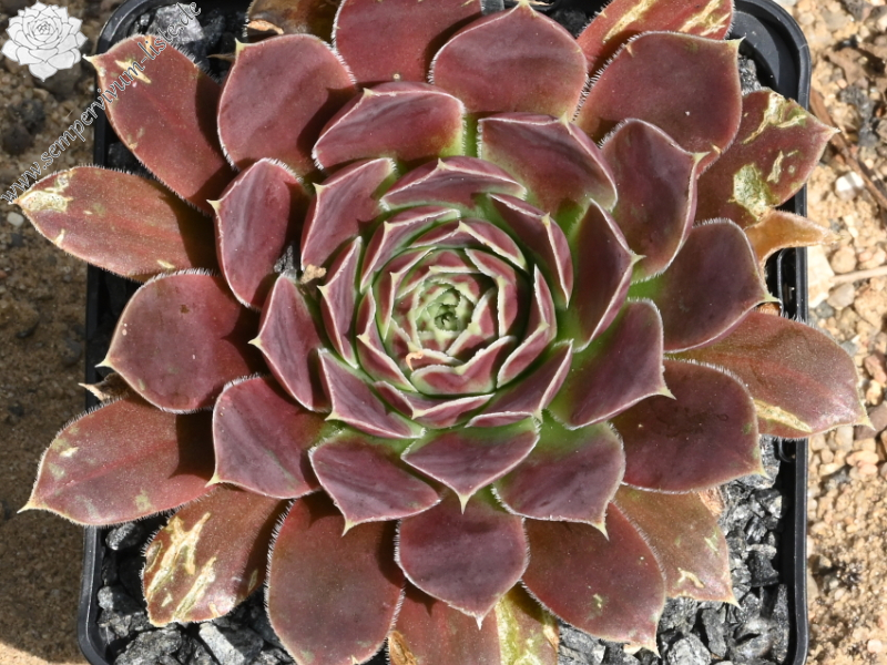 Kometenschweif / Jovi