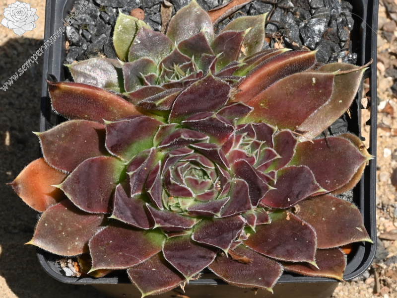 Korspel Brawn Lasse / Jovi