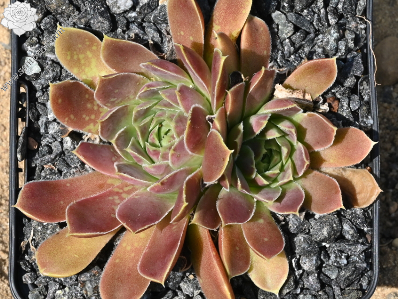 Korspel Dessert / Jovi