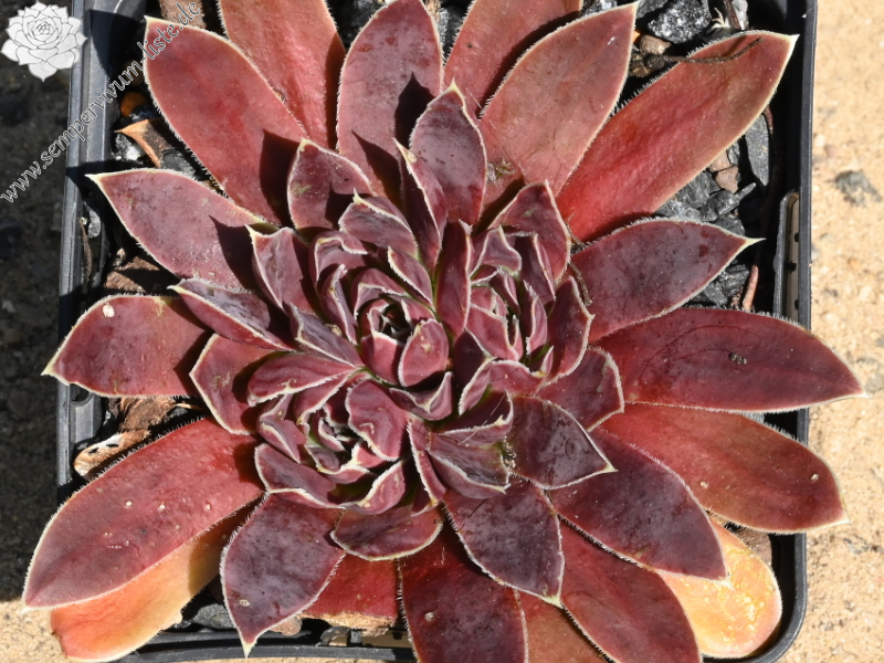 Korspel Grand Entrance / Jovi