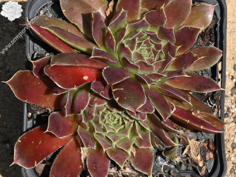 Korspel Secret / Jovi