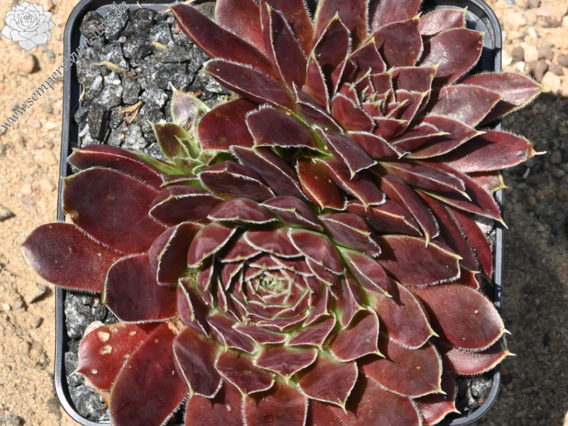 Korspelse Gheylle / Jovi