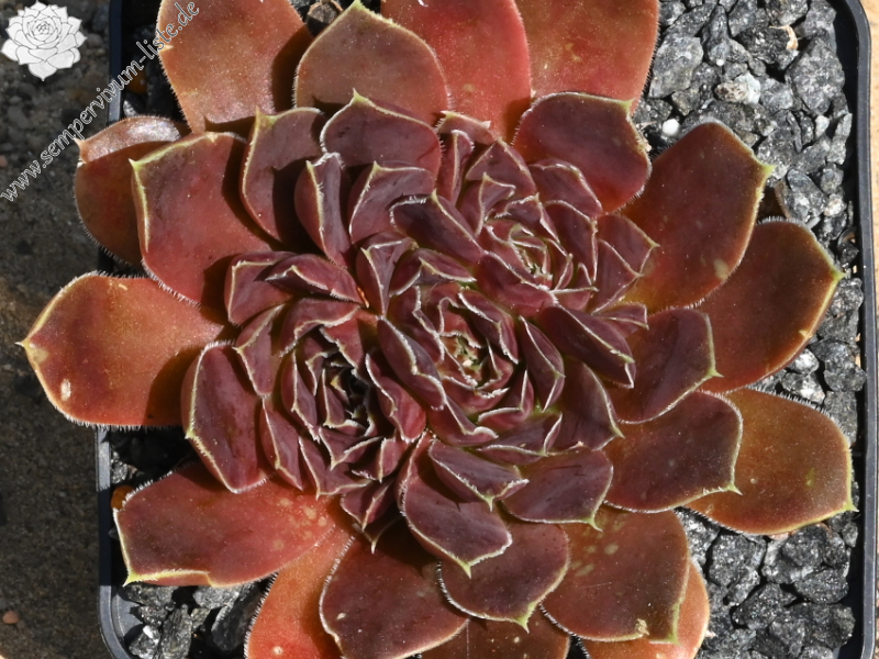 Korspelse Hjordis / Jovi