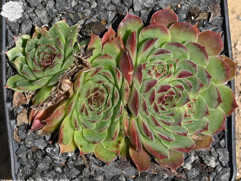 Korspelse Ingalisa / Jovi