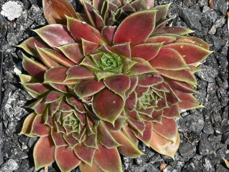 Korspelse Jaike / Jovi