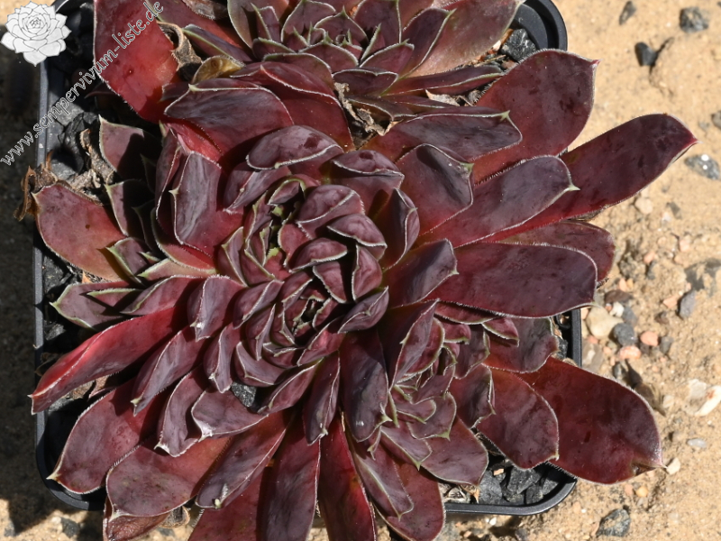 Korspelse Janed / Jovi