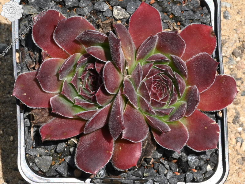 Korspelse Logestilla / Jovi