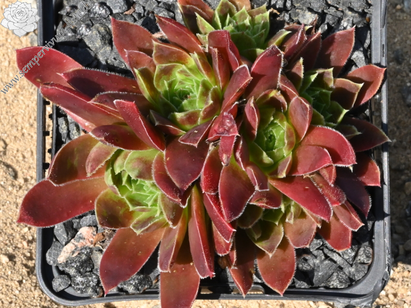 Korspelse Mahalia / Jovi