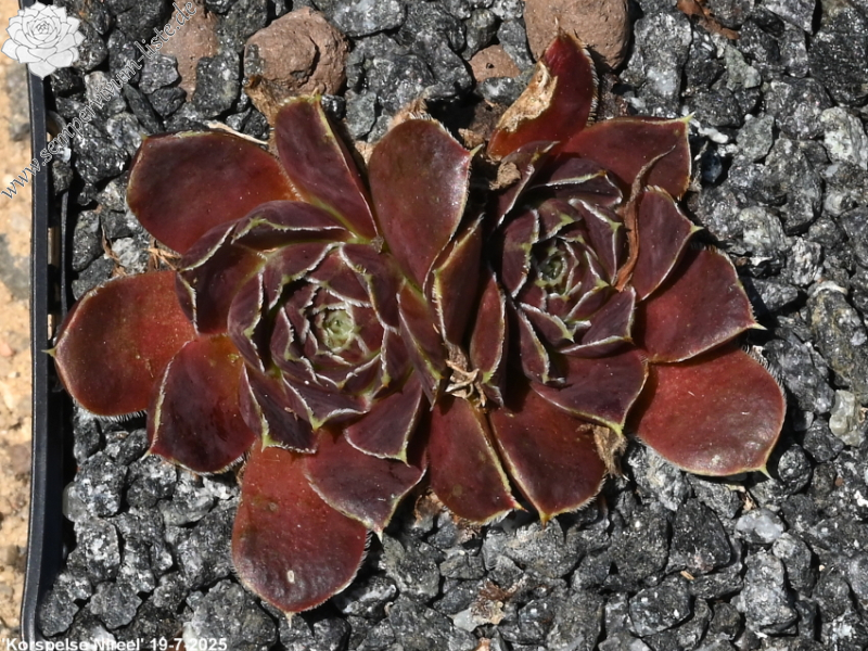 Korspelse Nireel / Jovi