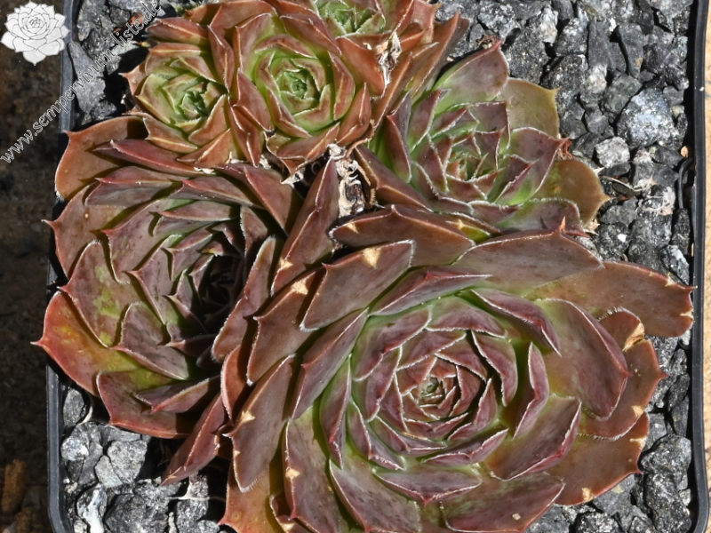 Korspelse Nonitta / Jovi