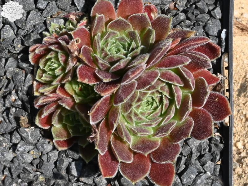 Korspelse Senne Glory / Jovi