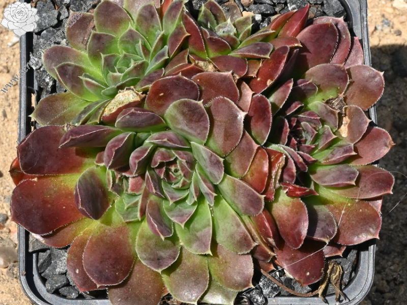 Magic Korspel / Jovi