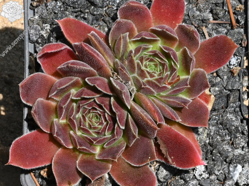 Mount Mercedario / Jovi