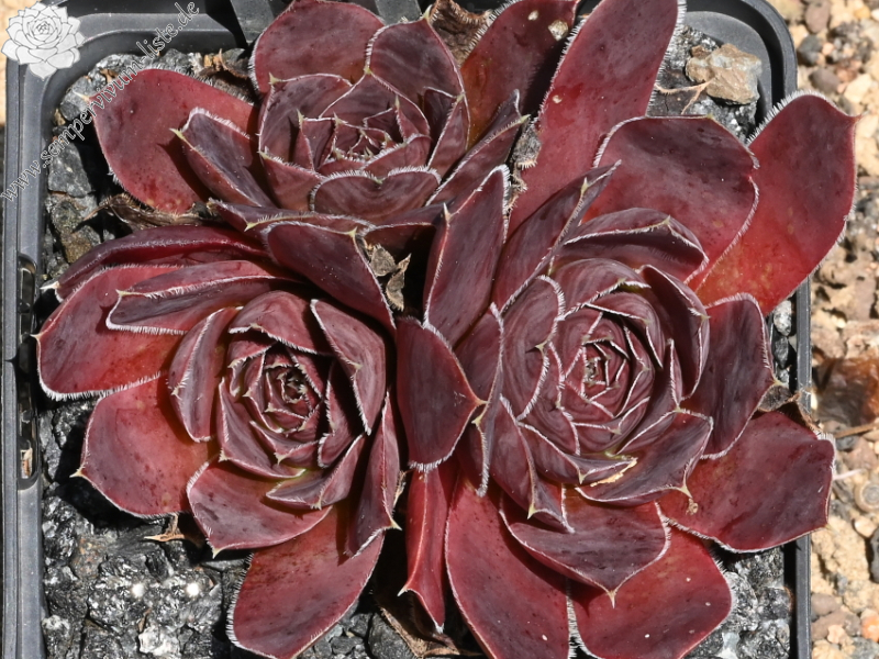 Oma's Zomerkind / Jovi