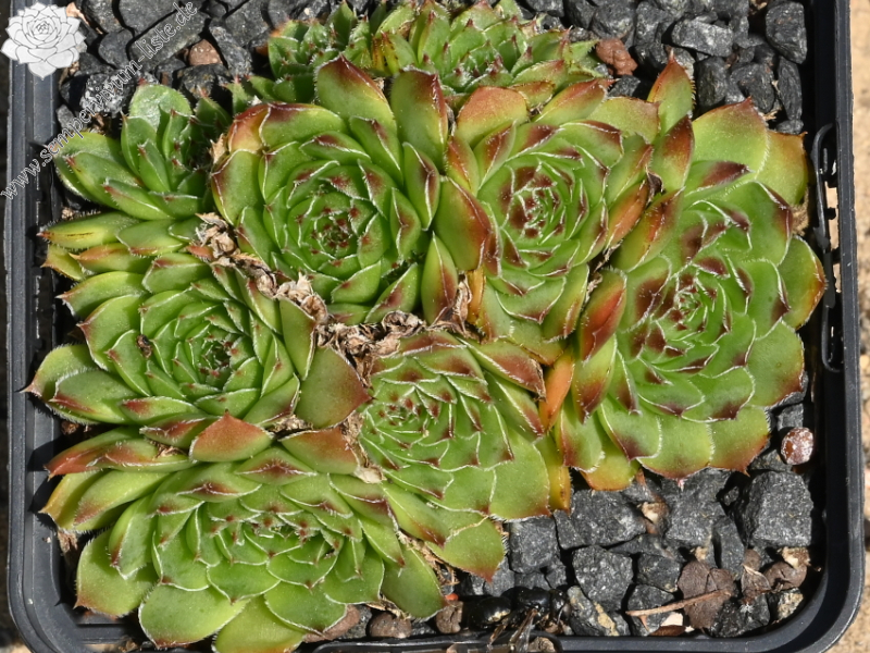 heuffelii from Cakor