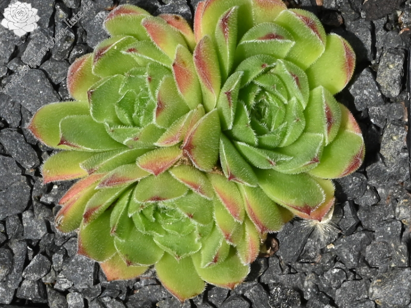 heuffelii from Kratovo