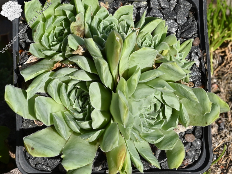 heuffelii from Naklo, Tara