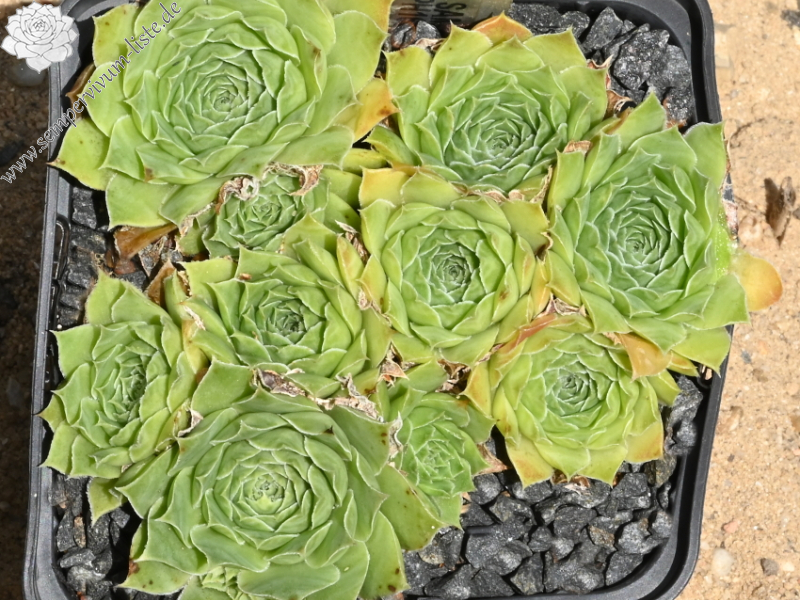 heuffelii from Samar Pass