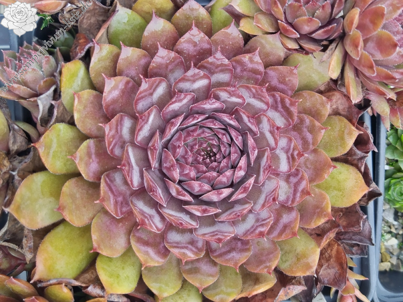 Chocolate covered Cherries