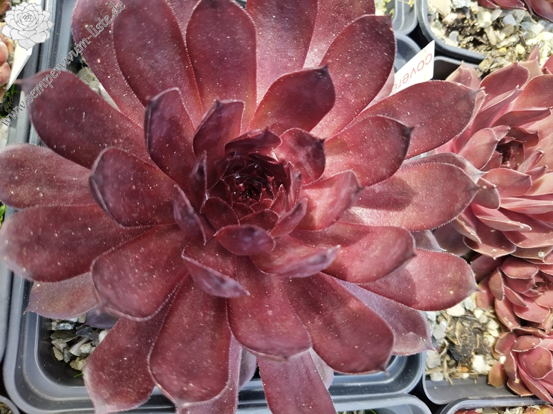 Chocolate covered Cherries