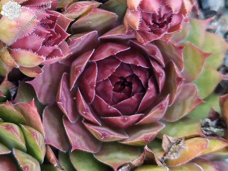 Chick Charms® Copper Canyon