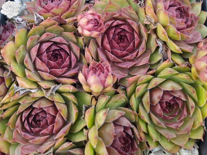 Chick Charms® Copper Canyon