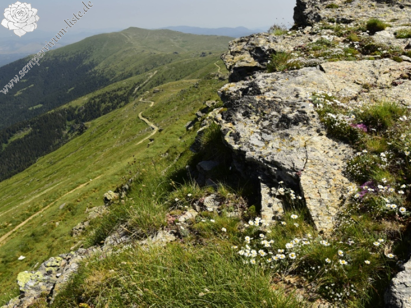 ciliosum ssp. octopodes from Kajmakčalan, Gipfel