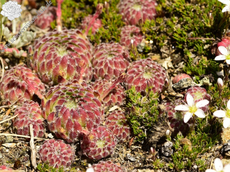 ciliosum ssp. octopodes from Kajmakčalan, Gipfel