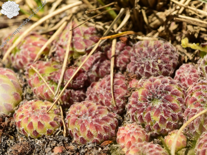 ciliosum ssp. octopodes from Kajmakčalan, Gipfel