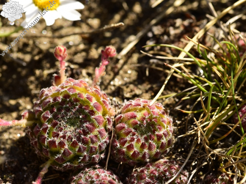 ciliosum ssp. octopodes from Kajmakčalan, Gipfel
