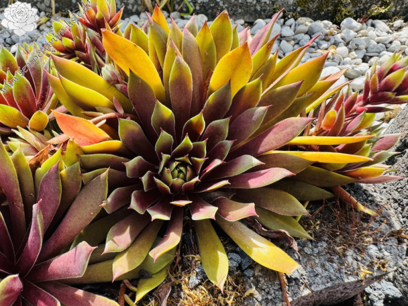 Chick Charms® Lemon Waves