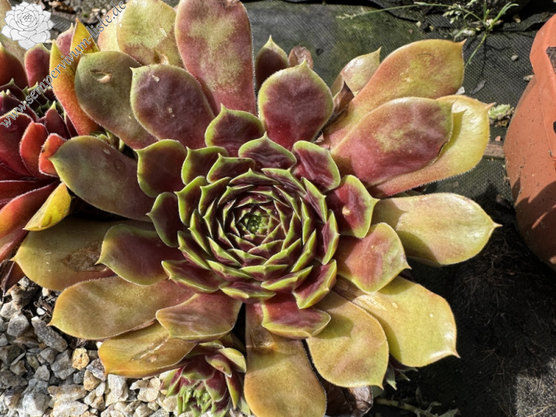 Queen of Rock´n Roll (NNG)