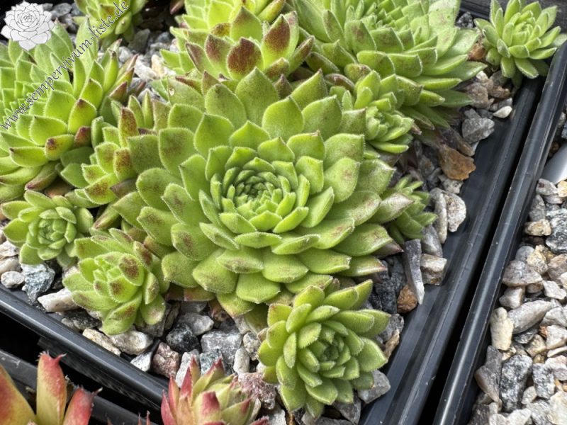 Waldviertler Gemütlichkeit (NNG25)