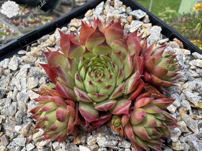  Will-O-The-Wisp (NNG)