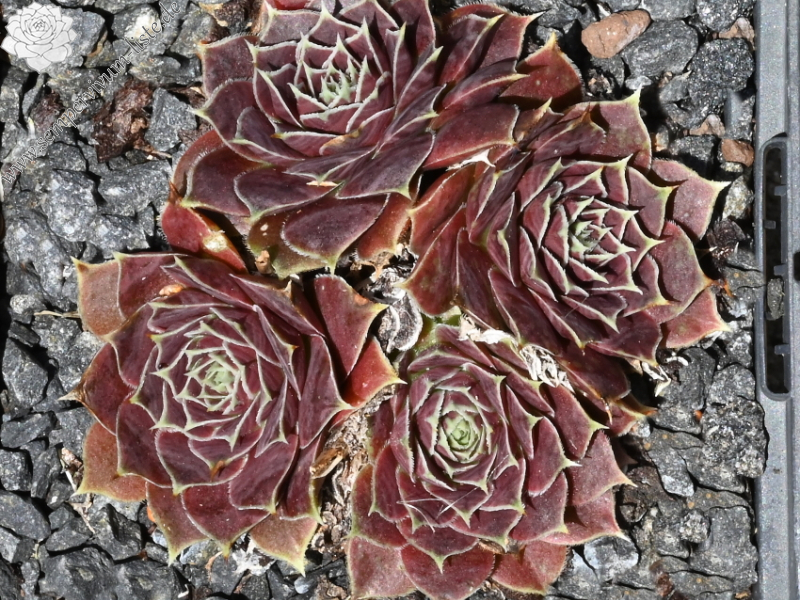 Belle Mary / Jovi ( II )