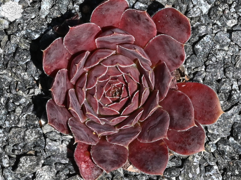 Campi Flegrie / Jovi