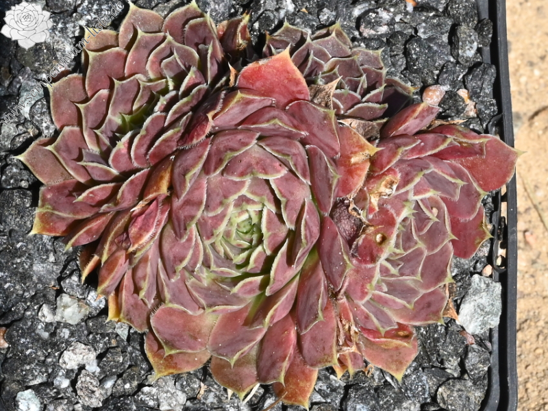 Champagne Cocktail / Jovi