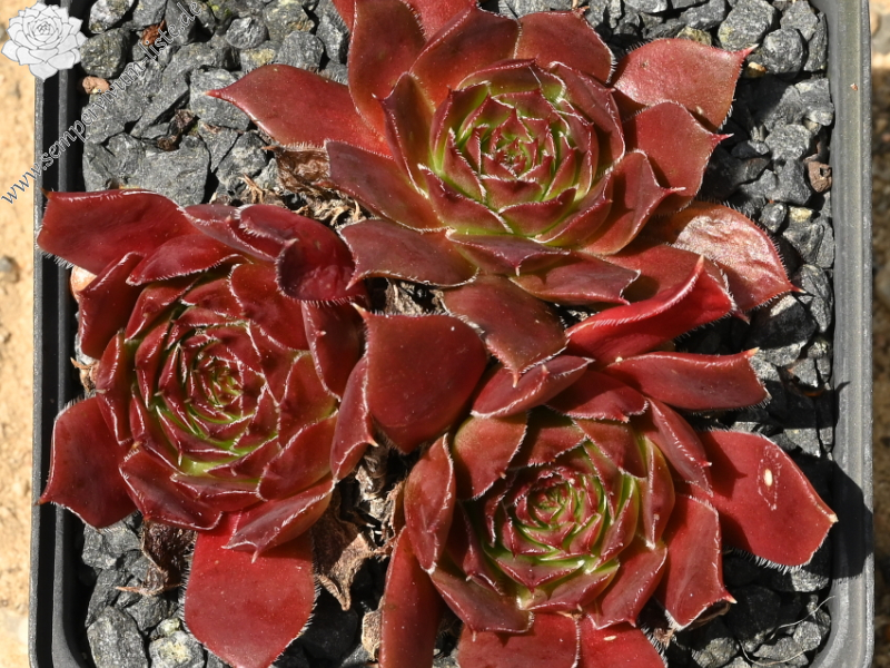 Dame de Coeur / Jovi