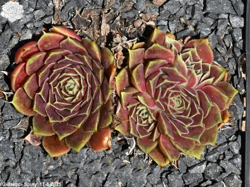 Giuseppi Spiny / Jovi