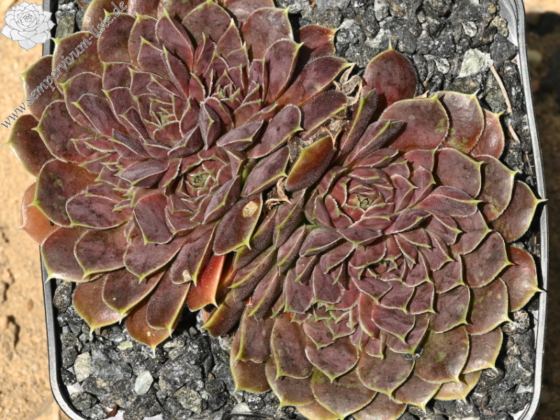 Glowing Light / Jovi