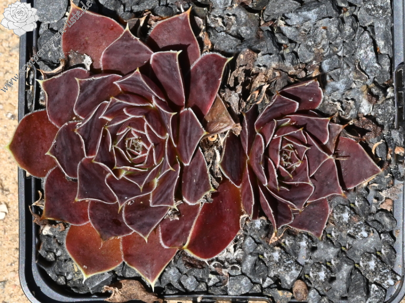 Korspel Dancing Queen / Jovi