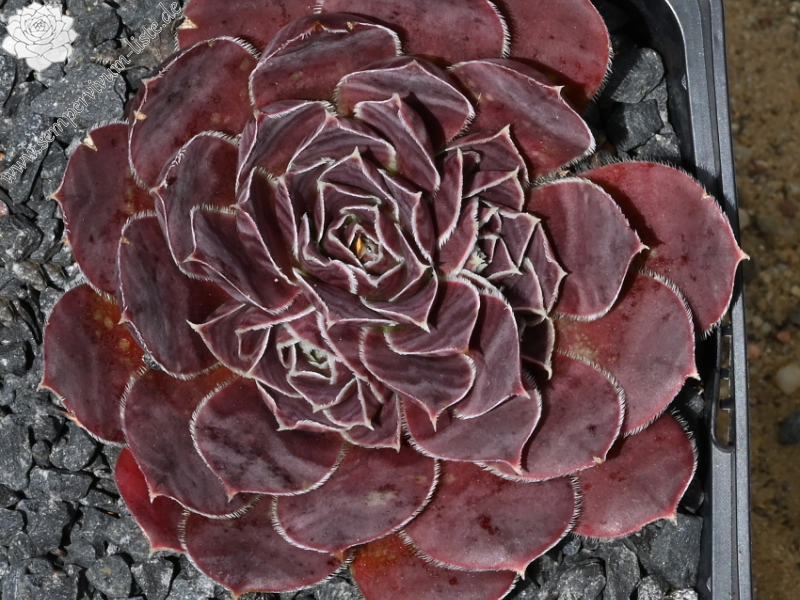 Korspel Domino / Jovi