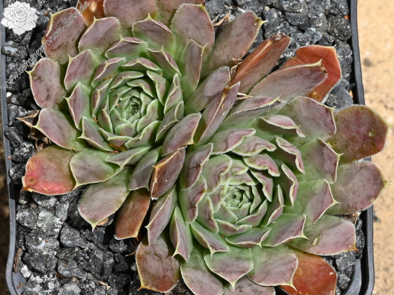 Korspel Lover Lever / Jovi