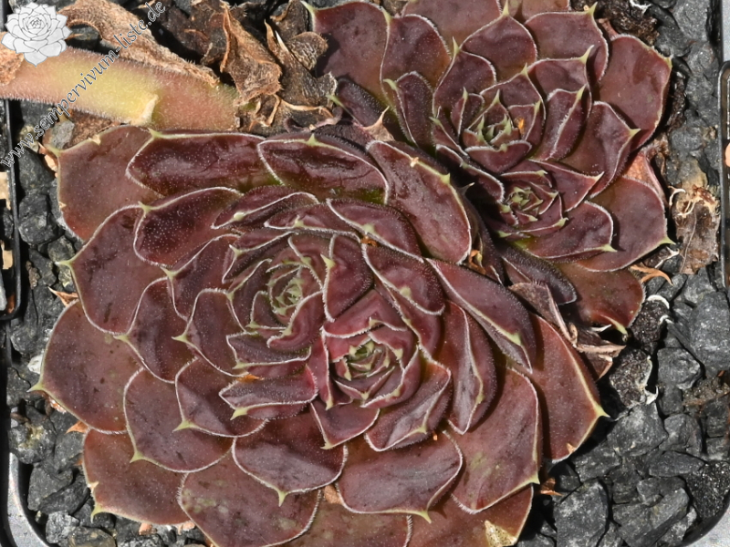 Korspel Red Luster / Jovi