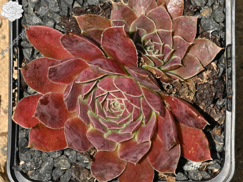 Korspel Red Rock / Jovi