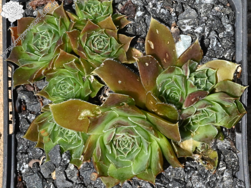 Korspel Rouge / Jovi