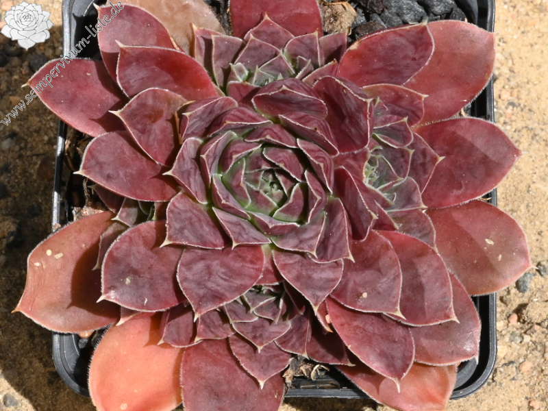 Korspelse Herdis / Jovi