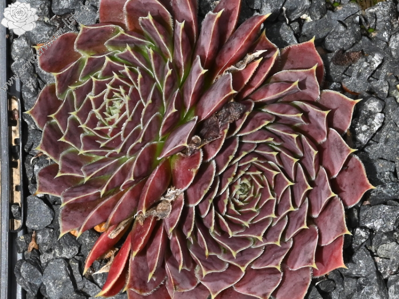 Korspelse Jahelle / Jovi